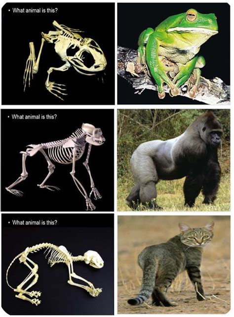 Which animals have 0 bones?
